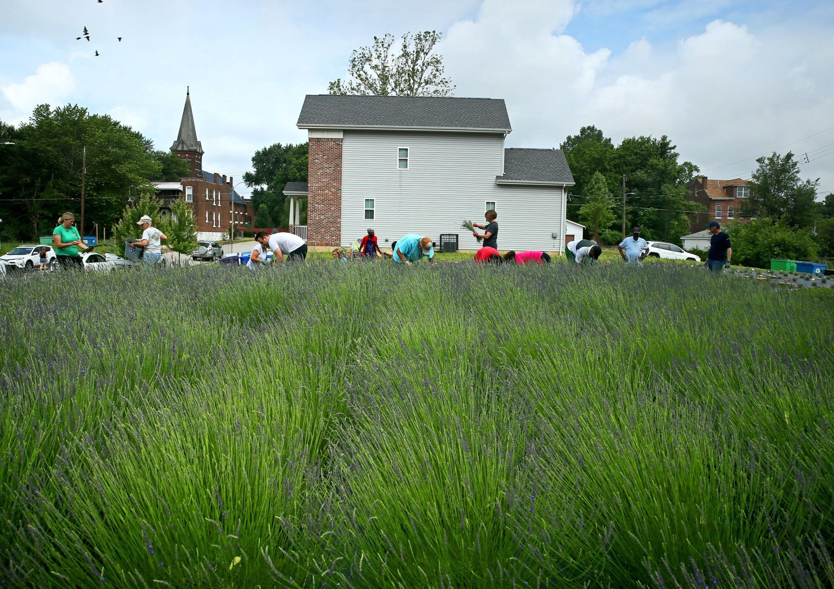 Harvest time at College Hill Lavender farm